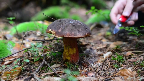 Stock Video Harvesting Wild Mushrooms Animated Wallpaper - Free Live Wallpaper