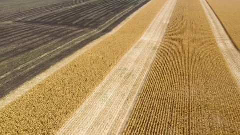 Stock Video Harvesting Large Fields Of Crops With Tractor Animated Wallpaper - Free Live Wallpaper