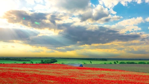 Stock Video Harvesting A Red Flower Field Animated Wallpaper - Free Live Wallpaper