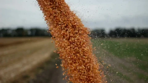 Stock Video Harvester Unloading Crops Animated Wallpaper - Free Live Wallpaper
