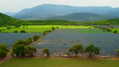 Stock Video Harvest Fields In A Meadow In A Mountain Range Animated Wallpaper - Free Live Wallpaper