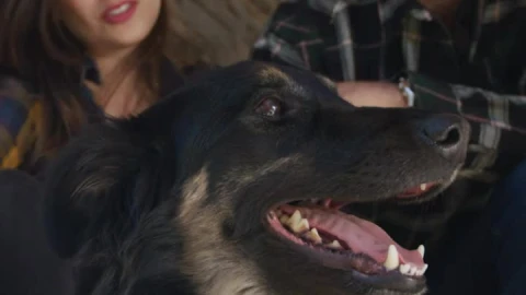 Stock Video Happy Couple Petting Their Dog 4273 Animated Wallpaper - Free Live Wallpaper