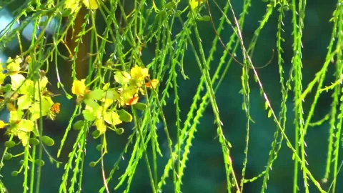Stock Video Hanging Green Branches Animated Wallpaper - Free Live Wallpaper