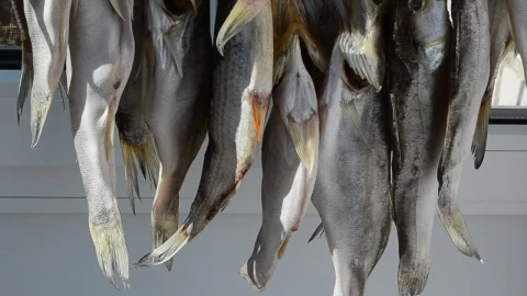 Stock Video Hanging Fish Drying In The Sun Animated Wallpaper - Free Live Wallpaper