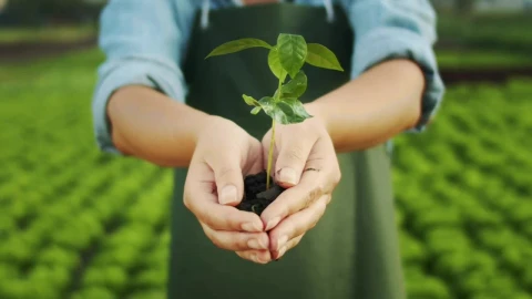 Stock Video Hands Hold Watered Plant With Eco Farm In Background Animated Wallpaper - Free Live Wallpaper