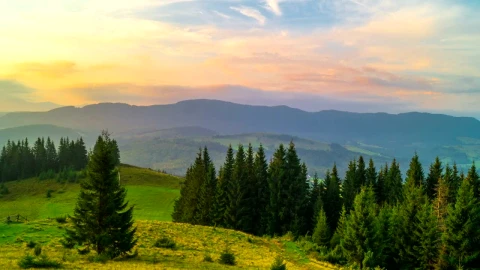 Stock Video Landscape Of The Mountains With A Pine Forest Animated Wallpaper - Free Live Wallpaper