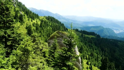 Stock Video Lands Of The Forest In The Top Of The Mountain Animated Wallpaper - Free Live Wallpaper