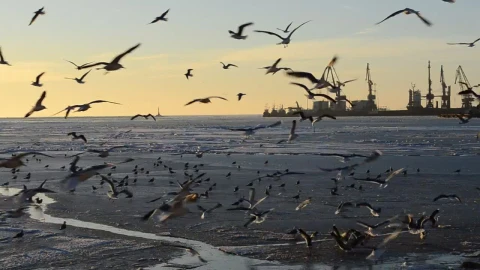 Stock Video Landing At Low Tide Animated Wallpaper - Free Live Wallpaper