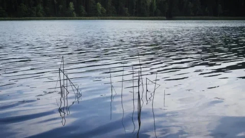 Stock Video Lake Water Surface Animated Wallpaper - Free Live Wallpaper