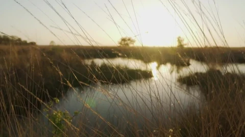 Stock Video Lake Surrounded By Dry Grass In The Savanna Animated Wallpaper - Free Live Wallpaper
