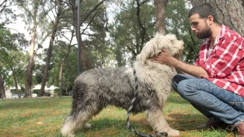 Stock Video Man In A Park Strokes His Dog Down Animated Wallpaper - Free Live Wallpaper