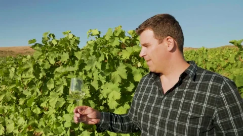 Stock Video Man Holding A Glass Of Wine In A Vineyard Animated Wallpaper - Free Live Wallpaper