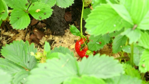 Stock Video Man Harvesting A Strawberry Animated Wallpaper - Free Live Wallpaper