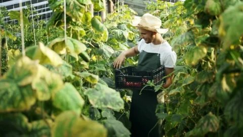 Stock Video Man Gathers Vegetables In Greenhouse Animated Wallpaper - Free Live Wallpaper