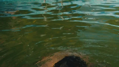 Stock Video Man Emerging From The Water Of A Swimming Pool Animated Wallpaper - Free Live Wallpaper
