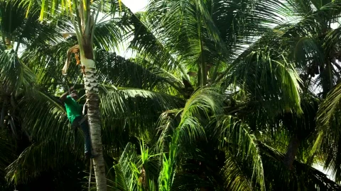 Stock Video Man Cutting Down Branches Animated Wallpaper - Free Live Wallpaper