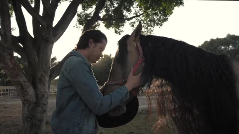 Stock Video Man Caressing Horse Animated Wallpaper - Free Live Wallpaper