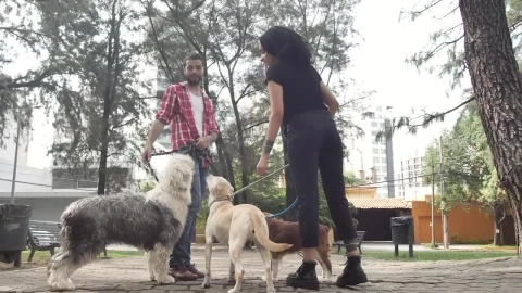 Stock Video Man And Woman Chatting In A Park With Their Dogs Animated Wallpaper - Free Live Wallpaper