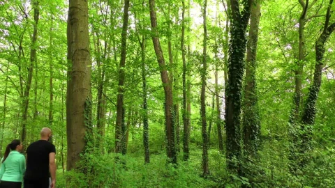 Stock Video Man And His Match Walking On The Forest Animated Wallpaper - Free Live Wallpaper