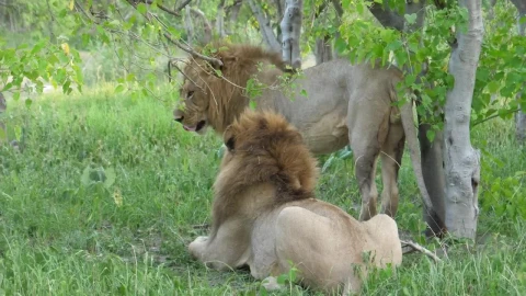 Stock Video Male Lions Resting On The Grass Animated Wallpaper - Free Live Wallpaper
