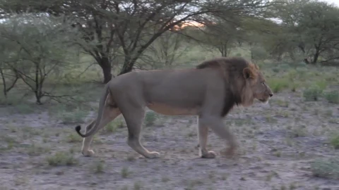 Stock Video Male Lion Walking In The Savanna Animated Wallpaper - Free Live Wallpaper