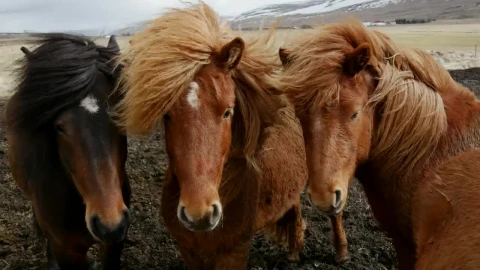 Stock Video Majestic Horses In The Wind Animated Wallpaper - Free Live Wallpaper