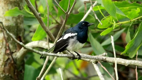 Stock Video Magpie Shaking Their Feathers Animated Wallpaper - Free Live Wallpaper