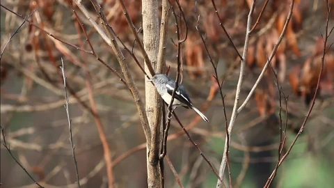 Stock Video Magpie In An Autumn Forest Animated Wallpaper - Free Live Wallpaper