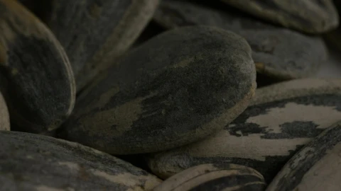 Stock Video Macro Shot Of Sunflower Seeds Animated Wallpaper - Free Live Wallpaper