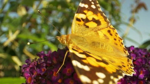 Stock Video Macro Shot Of A Summer Butterfly Animated Wallpaper - Free Live Wallpaper