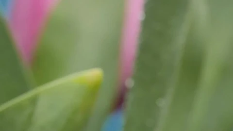 Stock Video Macro Close Up Of Tulips Animated Wallpaper - Free Live Wallpaper
