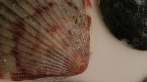 Stock Video Macro Close Up Of Sea Shells Texture Animated Wallpaper - Free Live Wallpaper