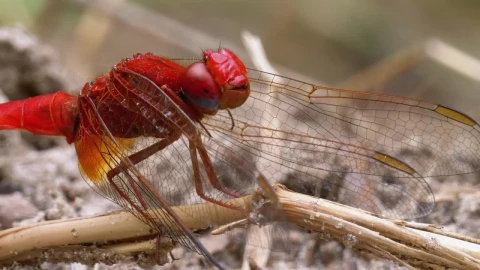 Stock Video Macro Close Up Of A Red Dragonfly Animated Wallpaper - Free Live Wallpaper