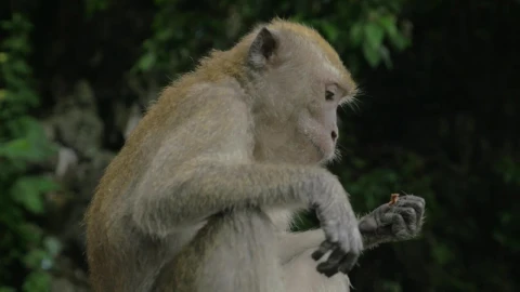 Stock Video Macaque Eating In Malaysia Animated Wallpaper - Free Live Wallpaper