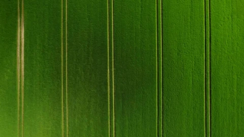 Stock Video Lush Green Fields Animated Wallpaper - Free Live Wallpaper