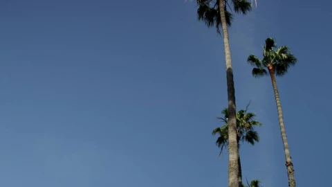 Stock Video Low View Of Two Palm Trees Under Clear Blue Sky Animated Wallpaper - Free Live Wallpaper