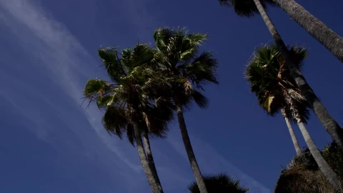 Stock Video Low View Of Some Palm Trees Moved By The Wind Animated Wallpaper - Free Live Wallpaper