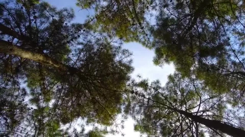 Stock Video Low Spinning Shot Of Some Trees In A Forest Animated Wallpaper - Free Live Wallpaper