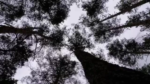 Stock Video Low Spinning Shot Of Silhouettes Of Large Trees Smal Animated Wallpaper - Free Live Wallpaper