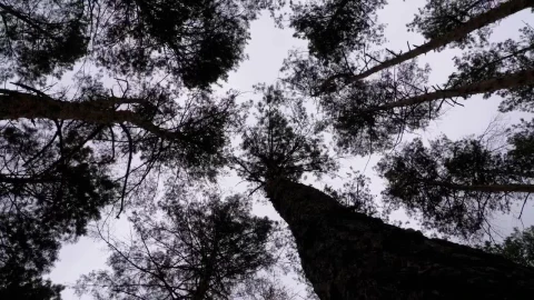 Stock Video Low Spinning Shot Of Silhouettes Of Large Trees Animated Wallpaper - Free Live Wallpaper