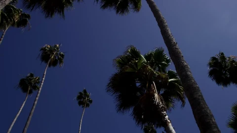 Stock Video Low Shot Of Tall Palm Trees And Blue Sky Animated Wallpaper - Free Live Wallpaper