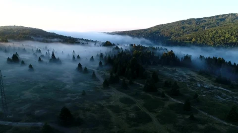 Stock Video Low Mist Hanging Over A Forest Animated Wallpaper - Free Live Wallpaper