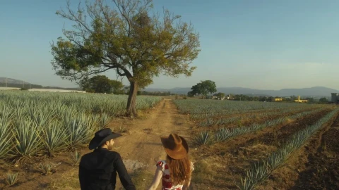 Stock Video Loving Couple Walking Through A Huge Maguey Field Animated Wallpaper - Free Live Wallpaper