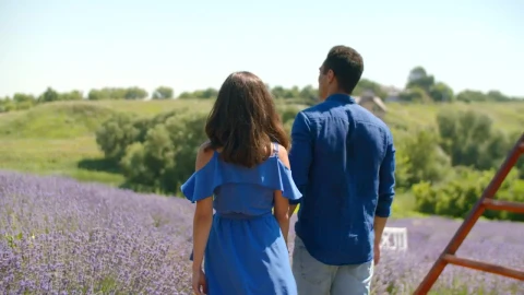 Stock Video Lovers Walking Through A Lavender Field Animated Wallpaper - Free Live Wallpaper