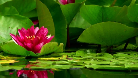 Stock Video Lotus Flowers On A Lake Animated Wallpaper - Free Live Wallpaper