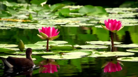 Stock Video Lotus Flowers And Ducks On A Calm Lake Animated Wallpaper - Free Live Wallpaper