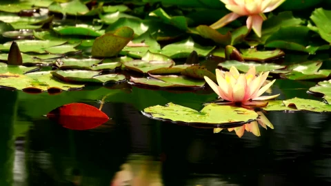 Stock Video Lotus Flower Floating In A Pond Animated Wallpaper - Free Live Wallpaper