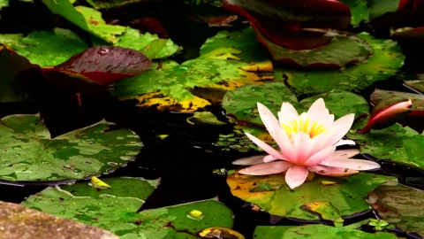 Stock Video Lotus Flower And Green Leaves Floating Animated Wallpaper - Free Live Wallpaper
