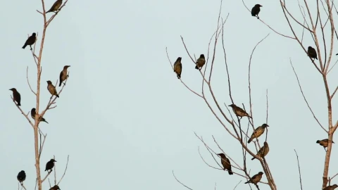 Stock Video Lots Of Starlings In A Tree Animated Wallpaper - Free Live Wallpaper