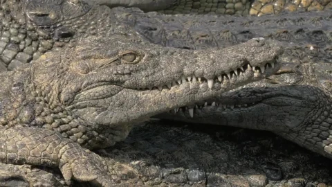 Stock Video Lots Of Crocodiles On A River Bank Animated Wallpaper - Free Live Wallpaper